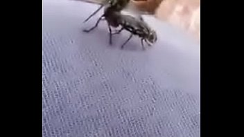 moscas cogiendo